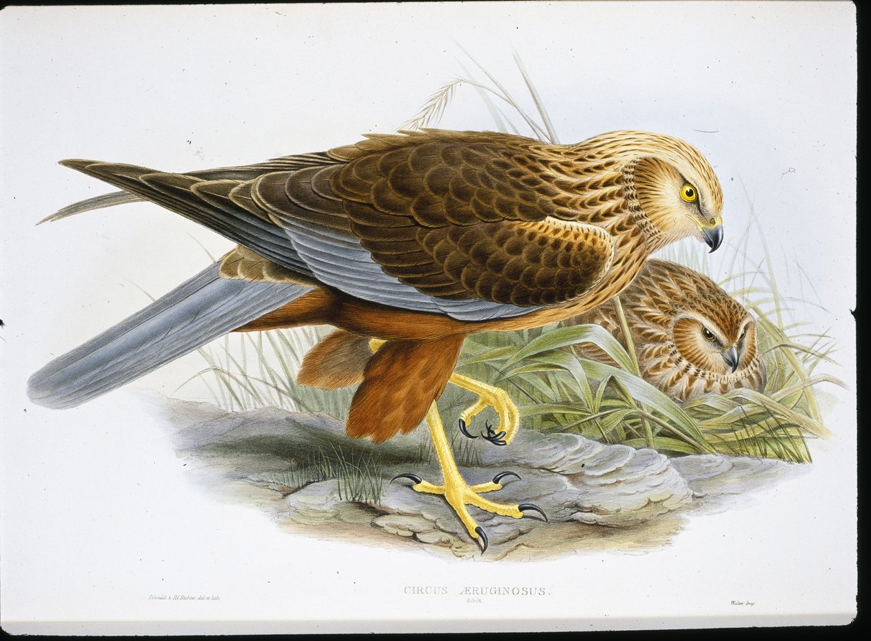 Marsh Harrier (Circus Aeruginosus) (renkli gravür) by John (after) Gould