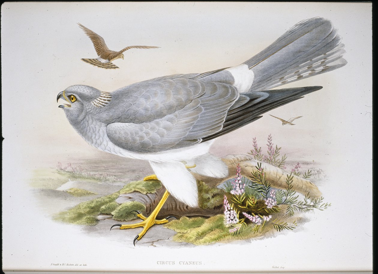 Marsh Harrier (Circus Aeruginosus) (el boyaması taş) by John (after) Gould