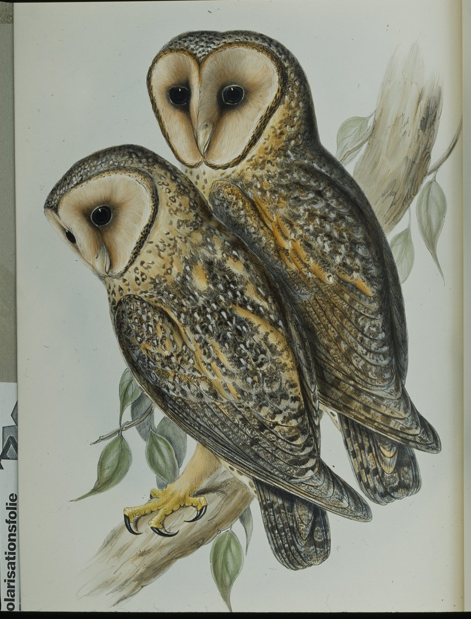 Maskeli Peçeli Baykuş (Strix Personata) (el renginde taş) by John (after) Gould