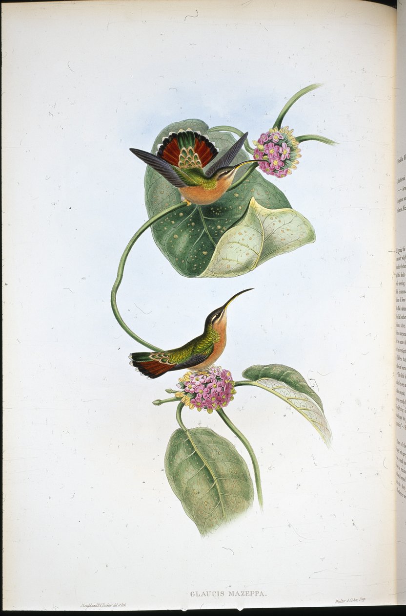 Mazeppa Münzevi (Glaucis Mazeppa) (el boyaması taş) by John (after) Gould
