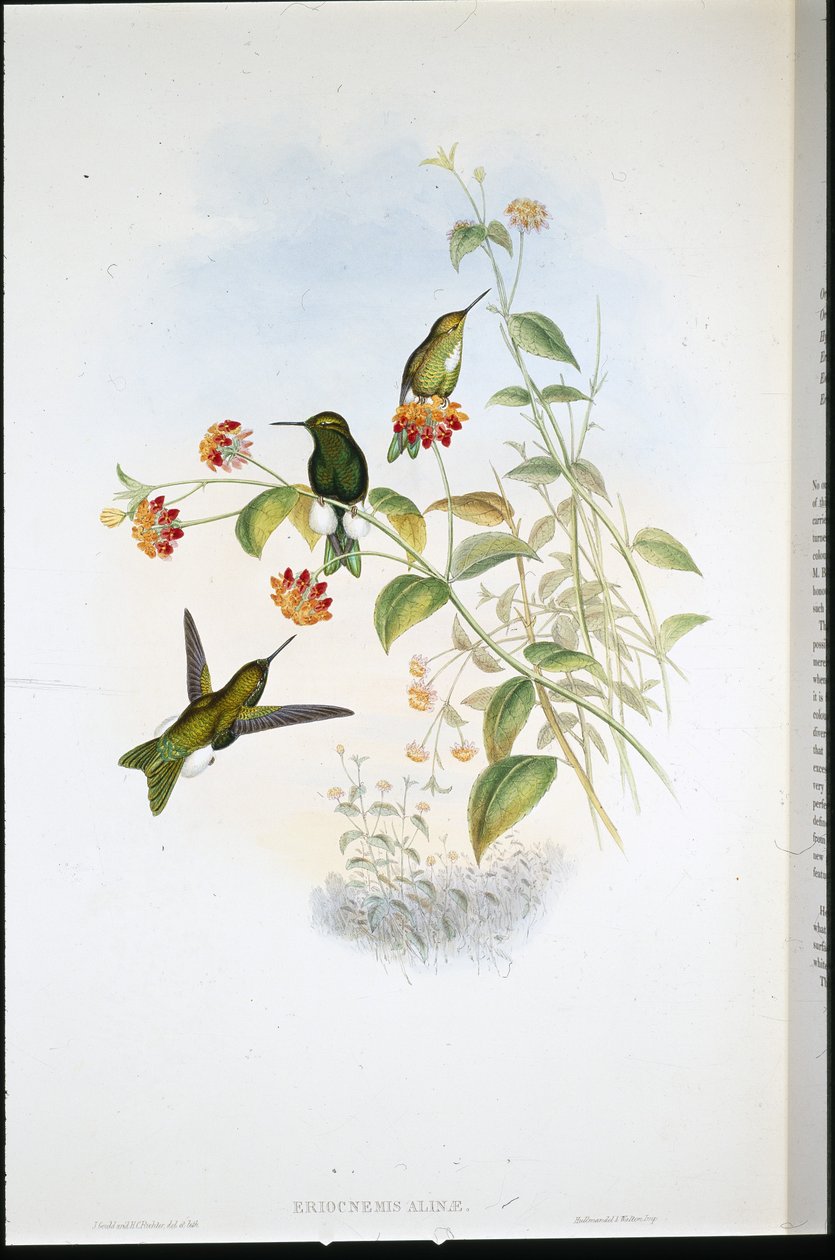 Metalik Kabarık bacak (Eriocnemis Alinae) (el renginde taş) by John (after) Gould