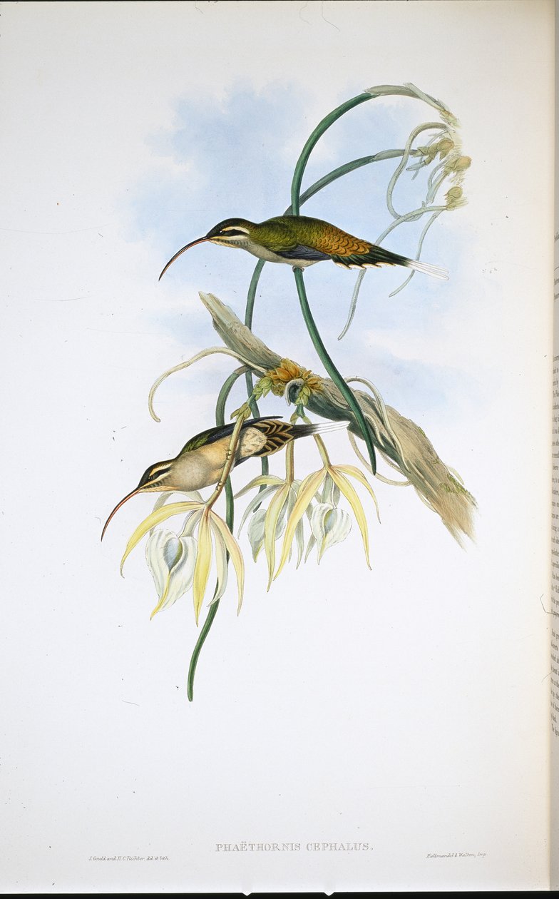 Meksikalı Hermit (Phaethornis Cephalus) (el boyaması taş) by John (after) Gould