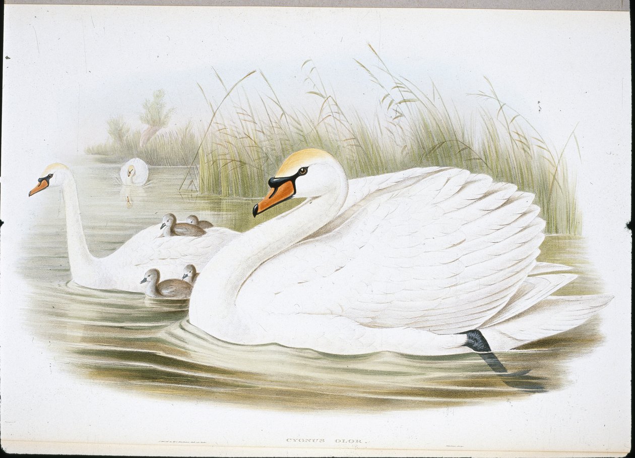 Sessiz Kuğu (Cygnus Olor) (el renginde taş) by John (after) Gould