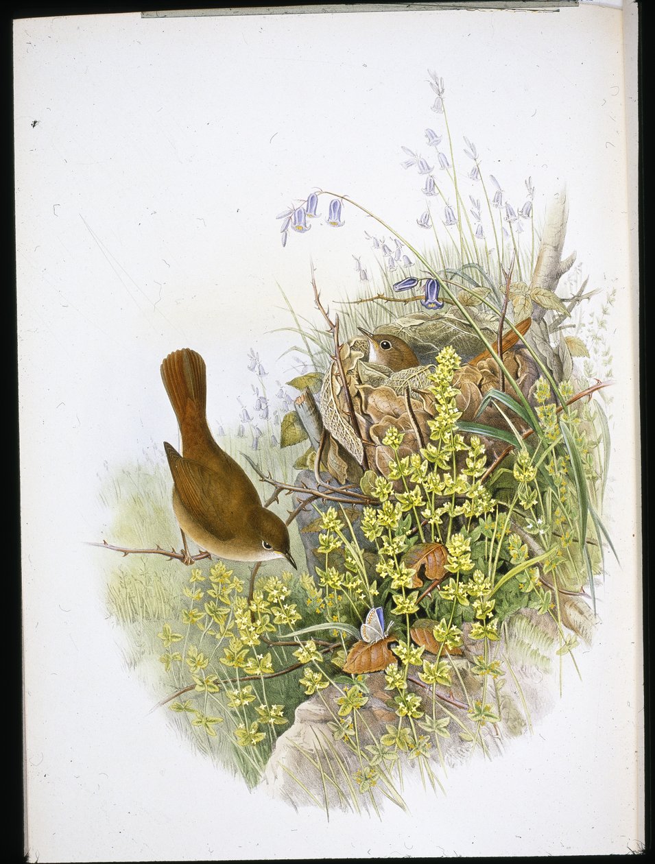 Bülbül (el renginde taş) by John (after) Gould
