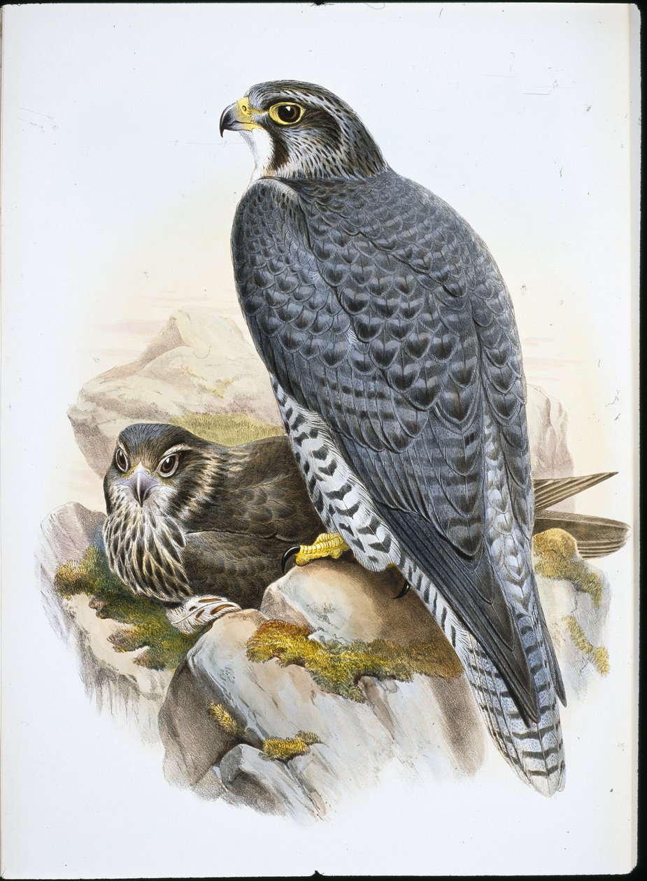 Norveç veya Gyrfalcon Falcon (Falco Gyrfalco) (el renginde taş) by John (after) Gould