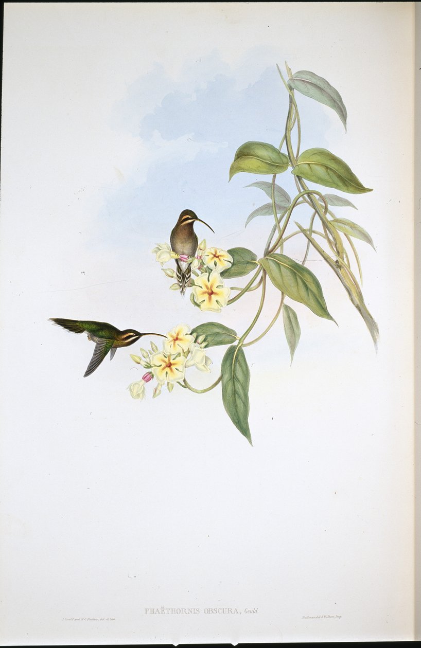 Müstehcen Hermit (Phaethorne Obscura) (el renginde taş) by John (after) Gould