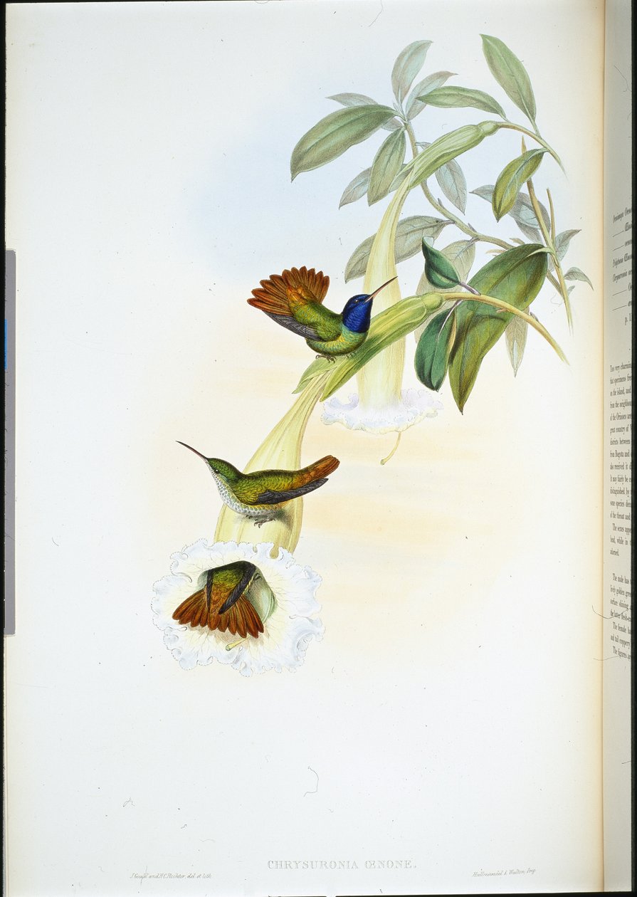 Oenone Sinek kuşu (Chrysuronia oenone) (el renginde taş) by John (after) Gould