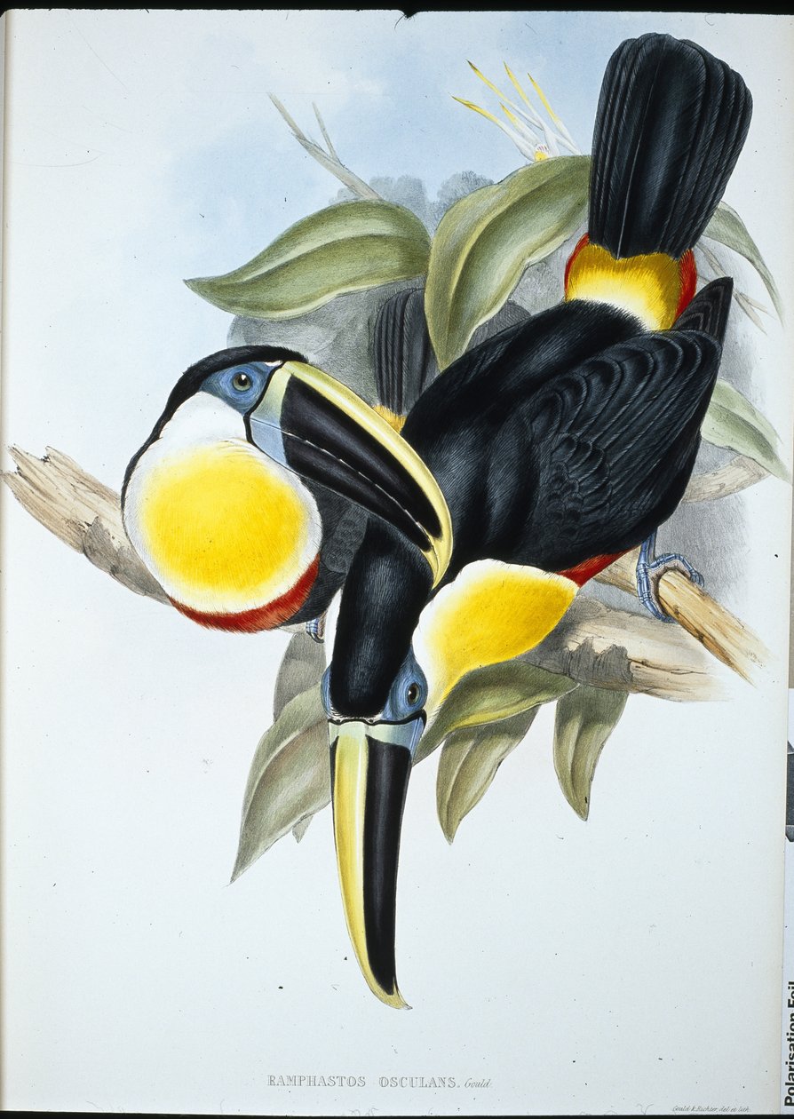 Kiss Toucan (faturalı öpücük) (el renginde taş) by John (after) Gould