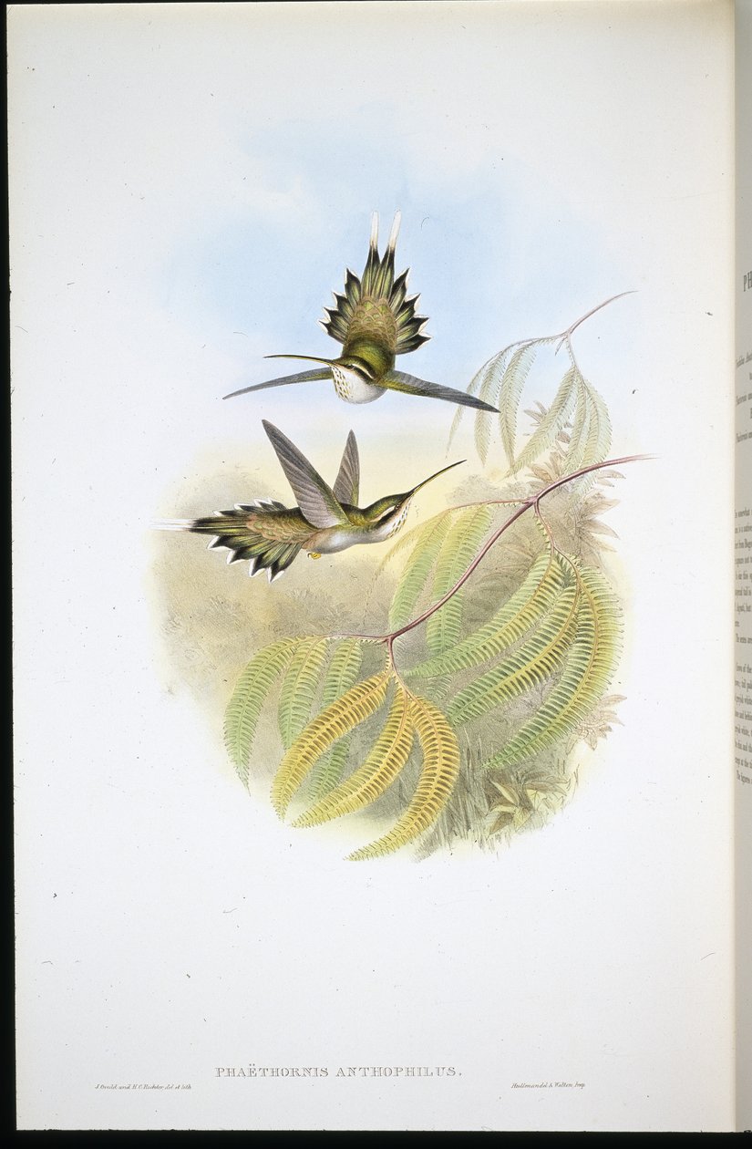 Evlilik Münzevi (Falathornis anthophilis) (el kepçesi ile) by John (after) Gould