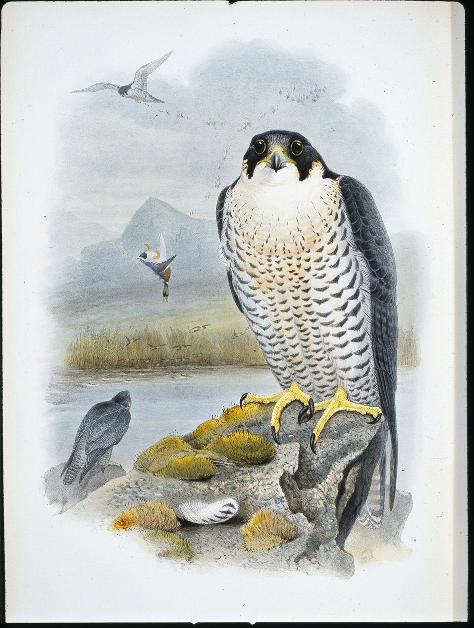 Peregrine Falcon (Falco Peregrinus) (el renginde taş) by John (after) Gould