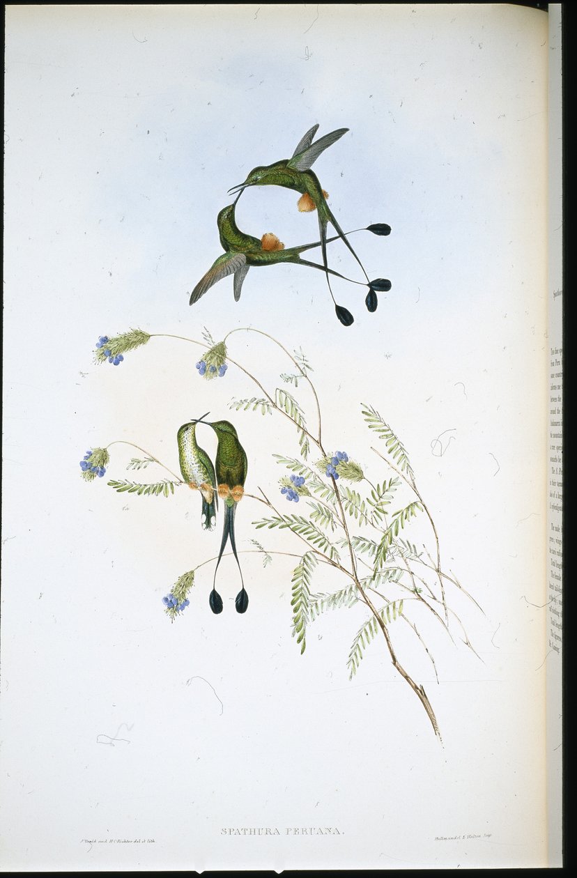 Peru Raket kuyruğu (Spathura Peruana) (el renginde taş) by John (after) Gould