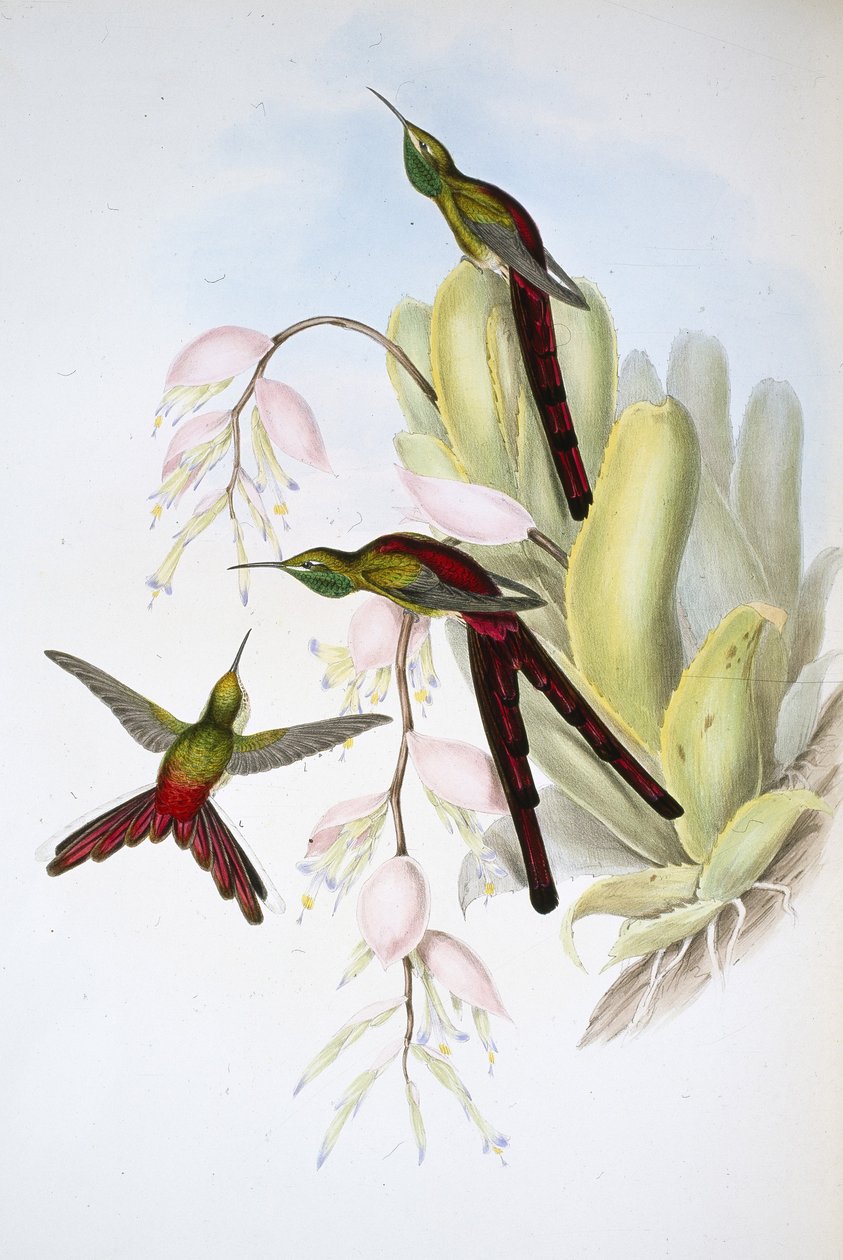 Phaon Comet (Cometes Phaon) (el renginde taş) by John (after) Gould