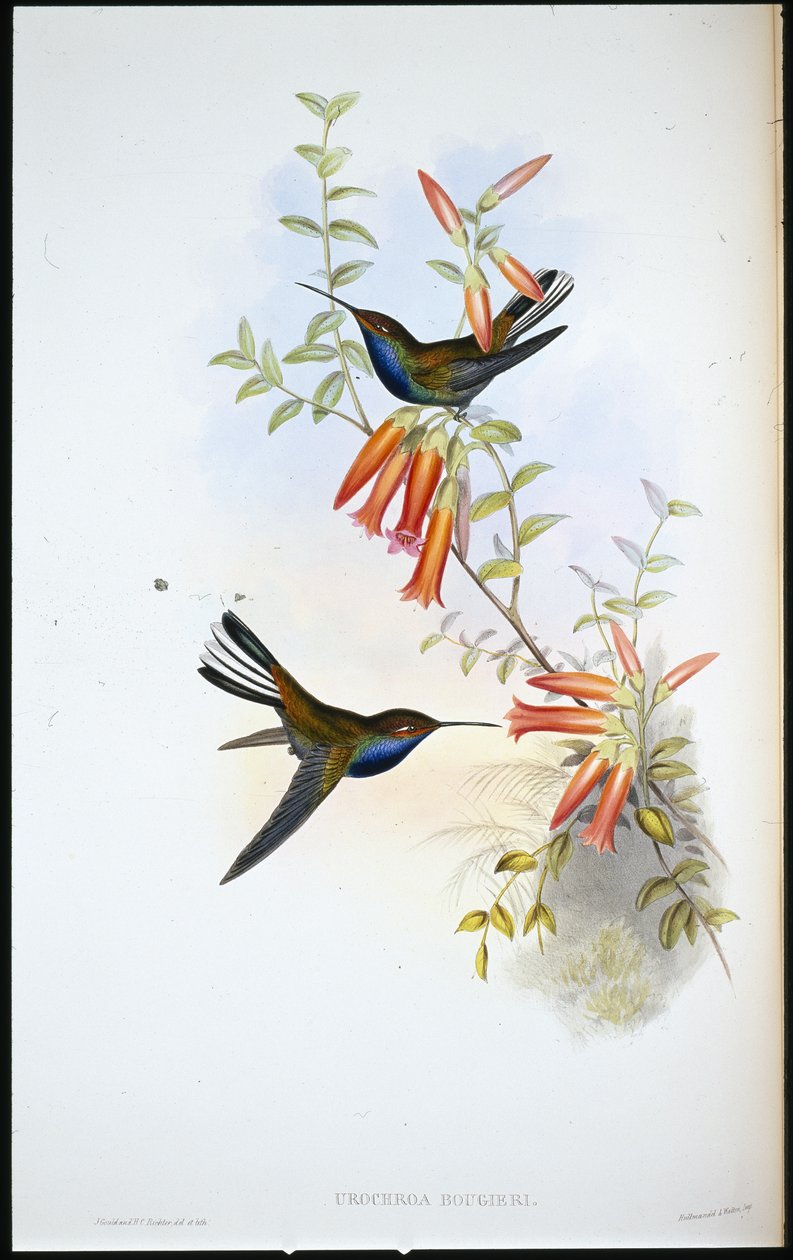 Alaca kuyruklu uğultu kuşu (Urochroa Bougieri) (el boyaması taş) by John (after) Gould