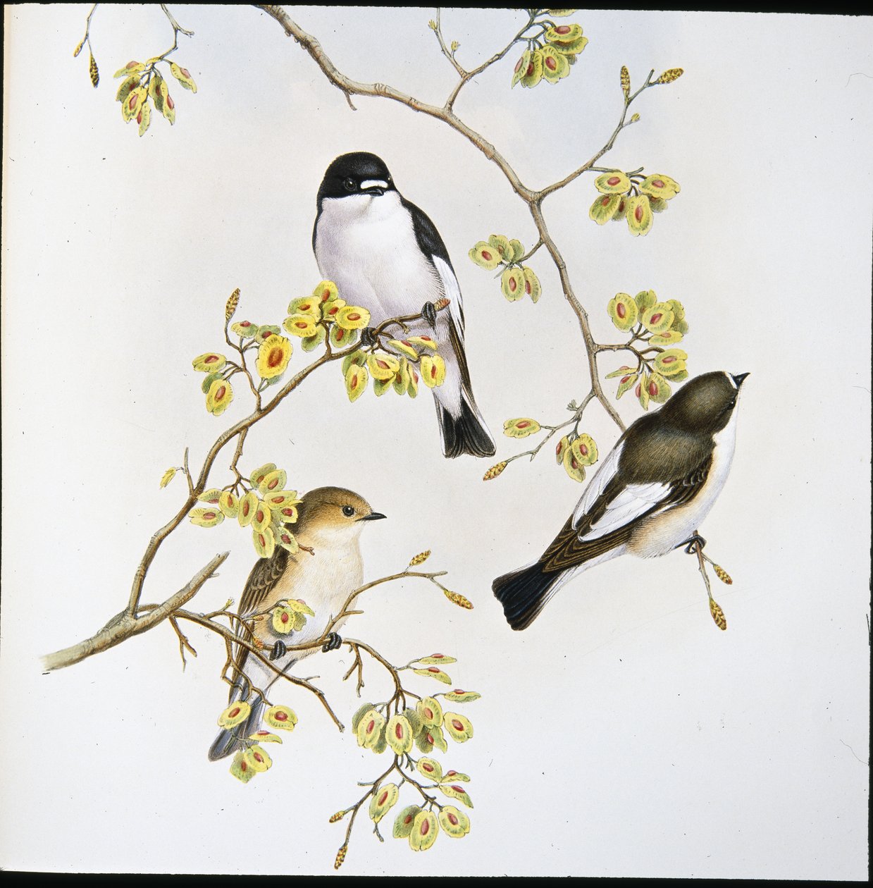 Alaca Sinekkapan (Muscicapa Atricapilla) (el boyaması taş) by John (after) Gould