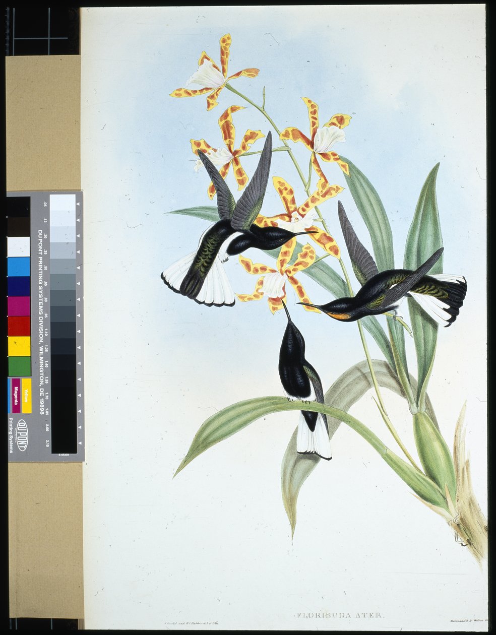 Alaca Jakoben (florisuga ater) (el renginde taş) by John (after) Gould