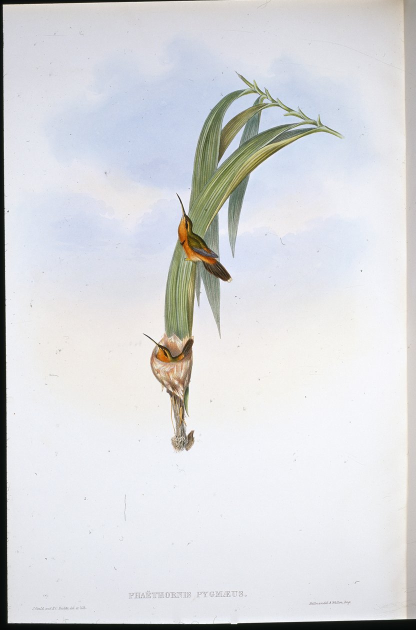 Pigmy Hermit (Phaethornis Pygmaeus) (el renginde taş) by John (after) Gould