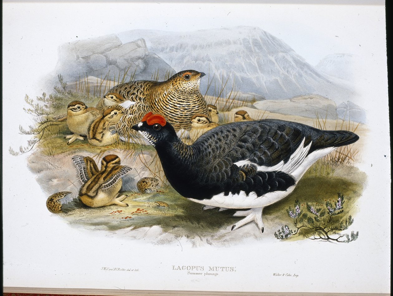 Ptarmigan (Yaz Tüyleri) (Lagopus Mutus) (el boyaması taş) by John (after) Gould