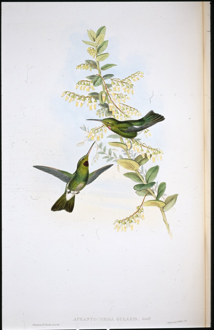 Puse-boğazlı sinek kuşu (Aphantocroa Gularis) (el renginde litho) by John (after) Gould