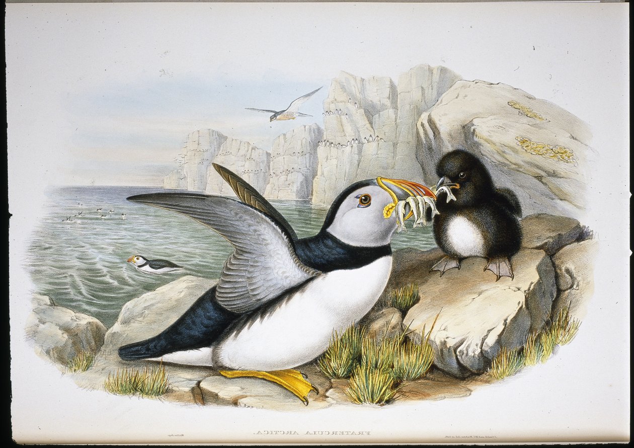 Puffin (Fratercula Arctica) (el renginde taş) by John (after) Gould