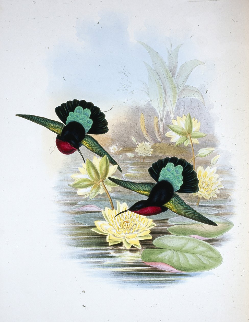 Mor göğüslü Carib (Eulampis Jugularis) (el renginde taş) by John (after) Gould