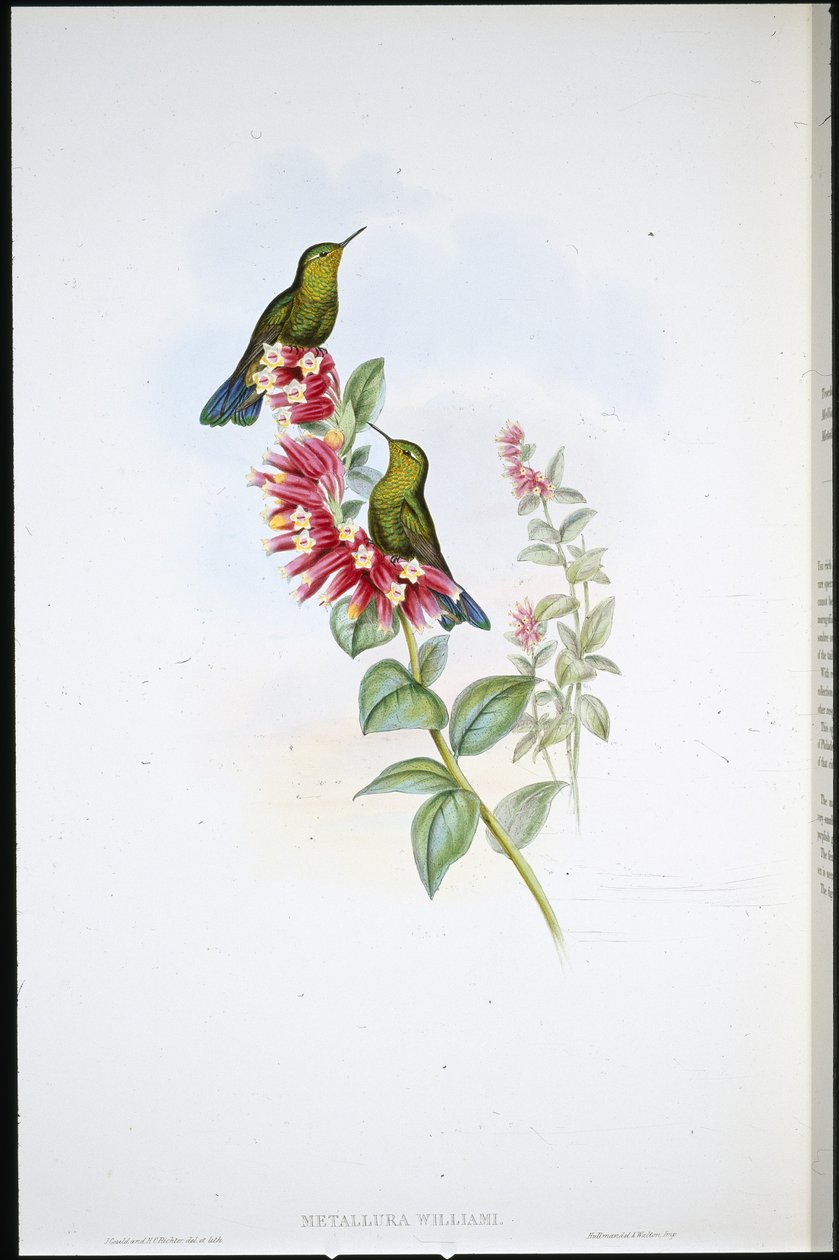 Mor kuyruk (Metallura Williami) (el renginde taş) by John (after) Gould