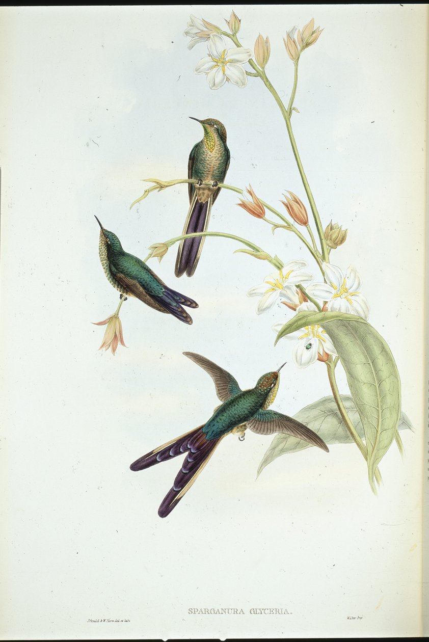Mor kuyruklu kuyruklu yıldız sinek kuşu (Sparganura Glyceria) (el renginde taş) by John (after) Gould