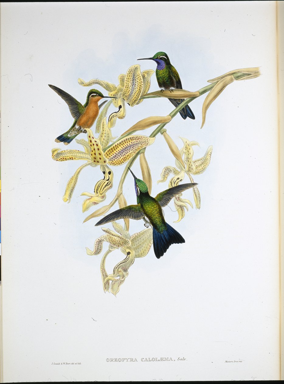 Mor boğazlı sinek kuşu (Oreopyra Calolaema) (el renginde taş) by John (after) Gould