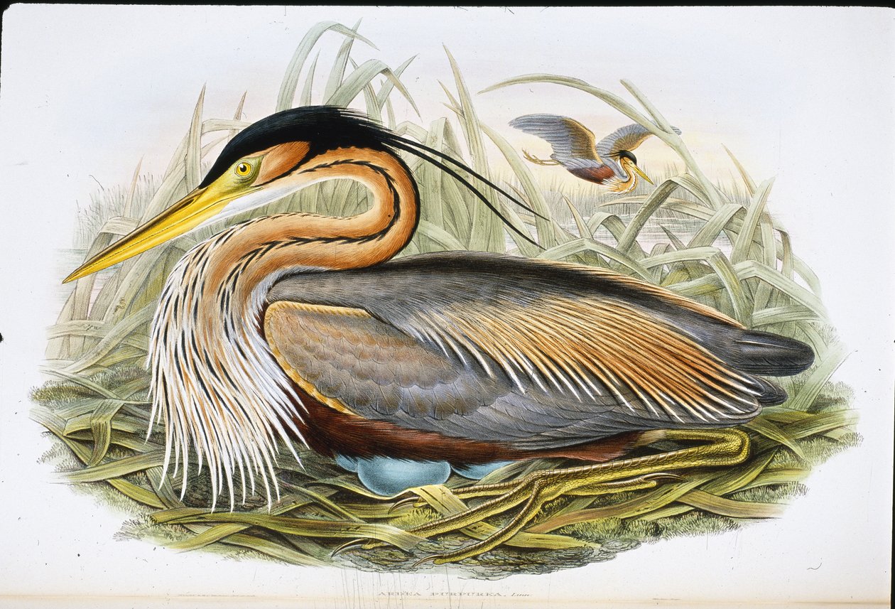 Mor Balıkçıl (Ardea Purpurea) (el boyaması taş) by John (after) Gould