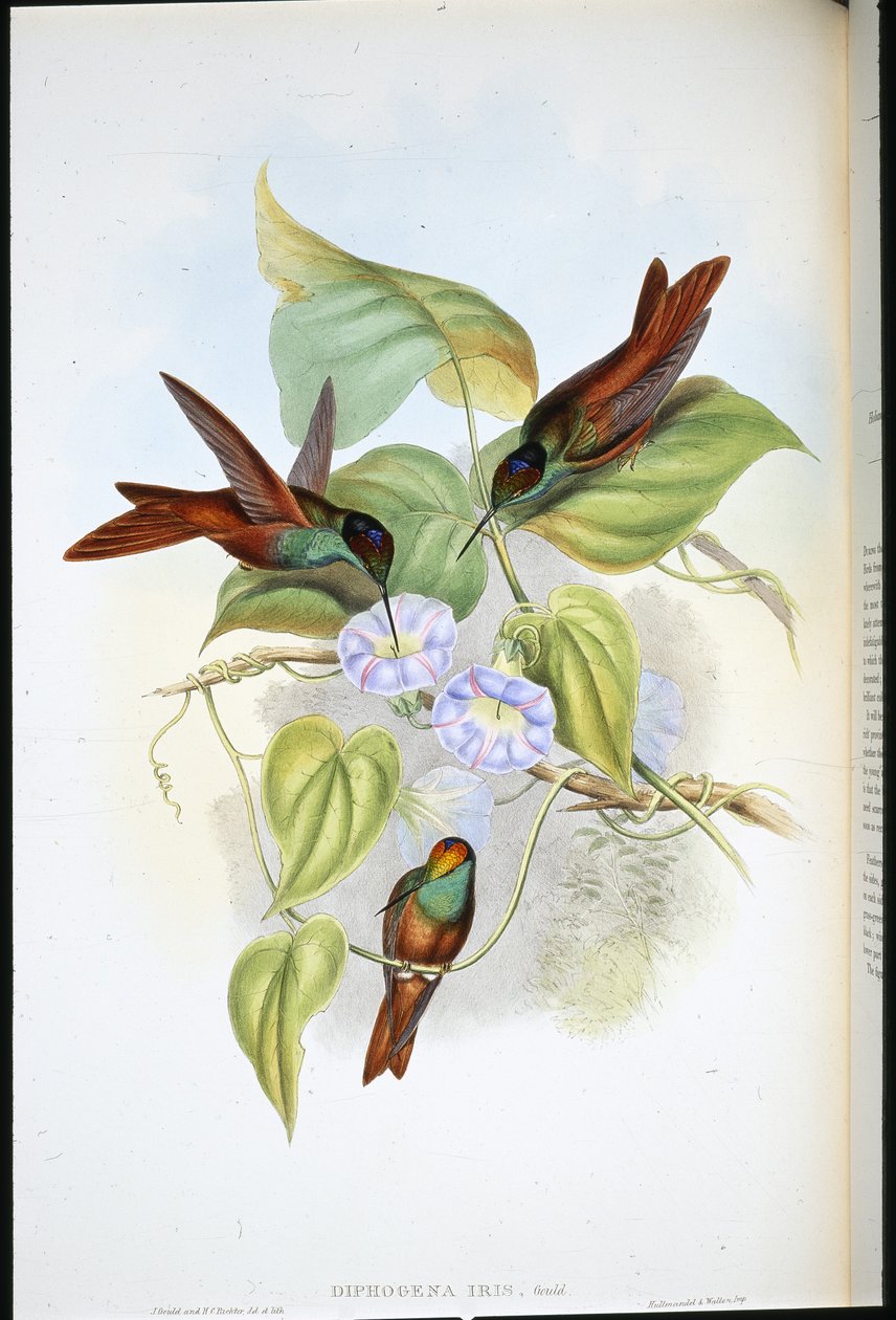 Gökkuşağı (Diphogena Iris) (el renginde taş) by John (after) Gould