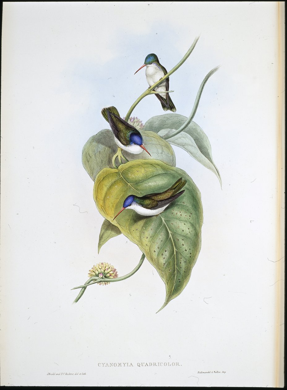 Kırmızı gagalı Azure taç (Cyanomyia Quadricolor) (el renginde taş) by John (after) Gould