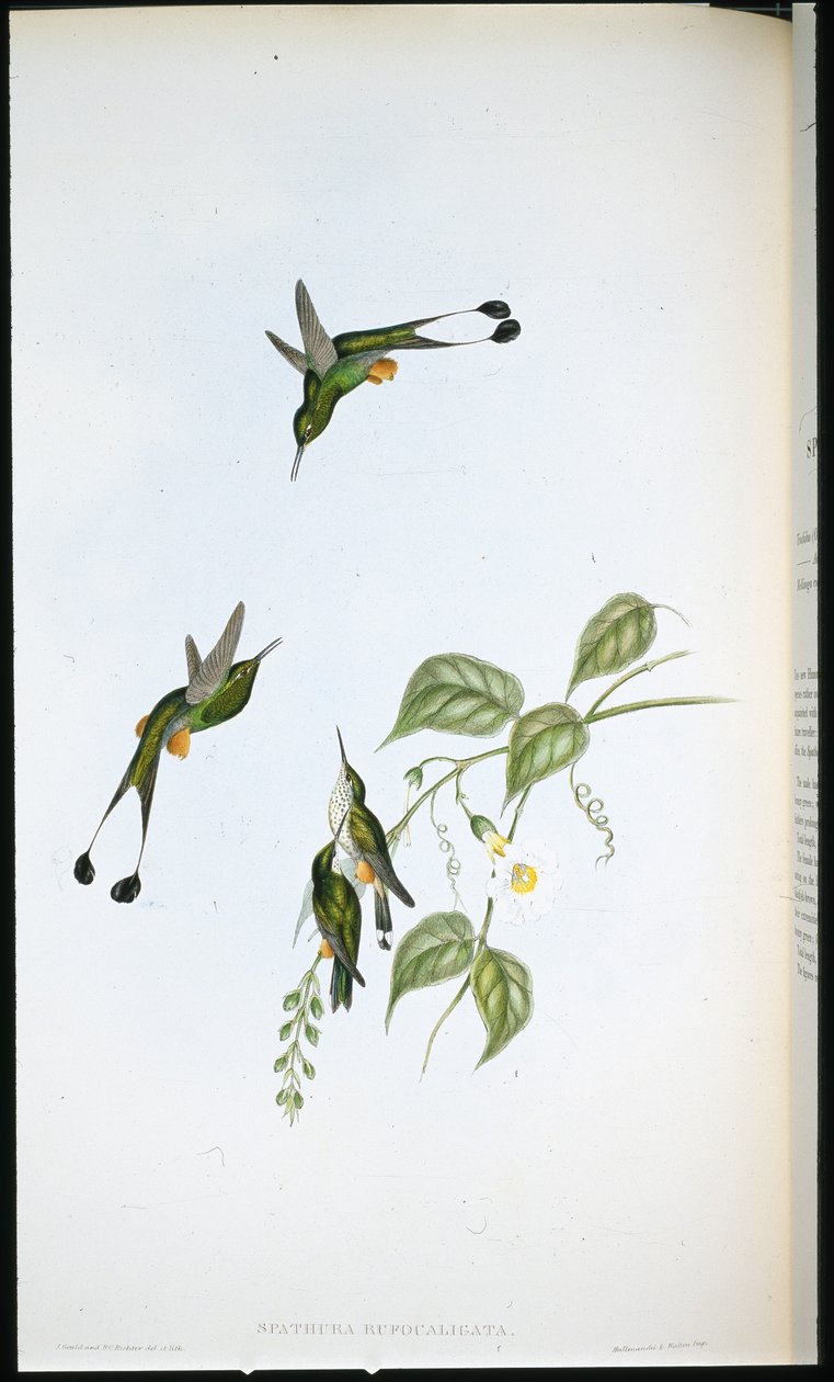 Kırmızı çizmeli Raket kuyruğu (Spathura Rufocaligata) (el renginde taş) by John (after) Gould