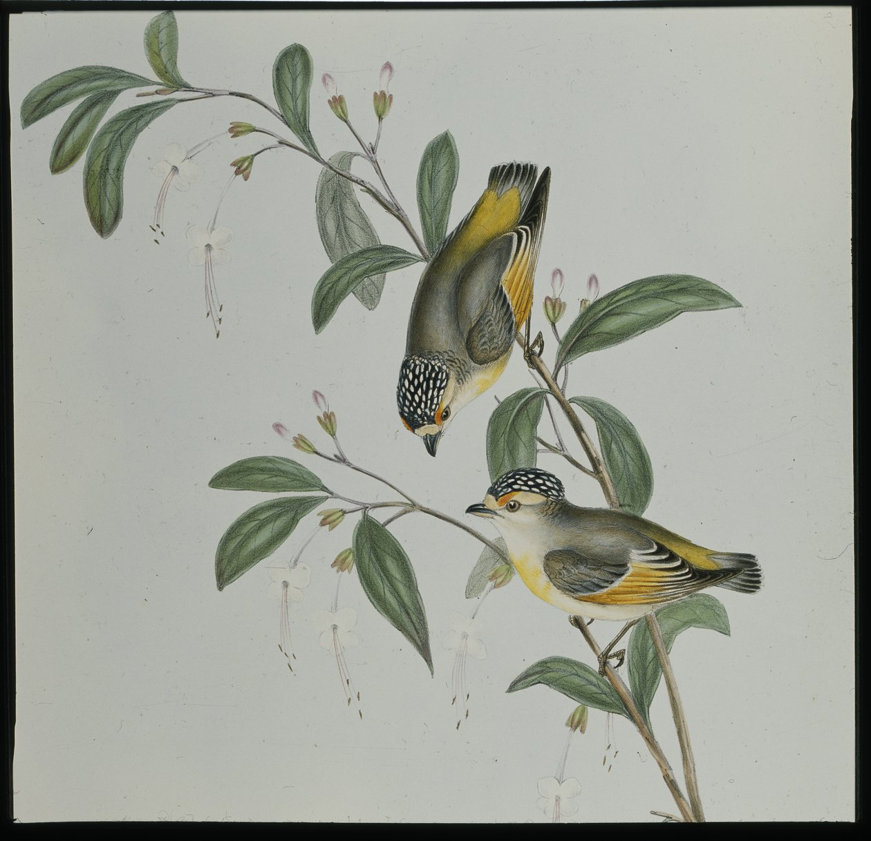 Kırmızı lord Pardalote (pardalotus rubricatus) (el renginde taş) by John (after) Gould
