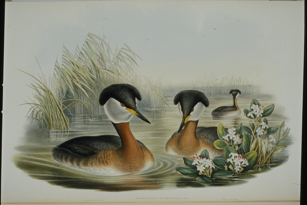 Kızıl boyunlu batağan (Podiceps Rubricollis) (el renginde taş) by John (after) Gould