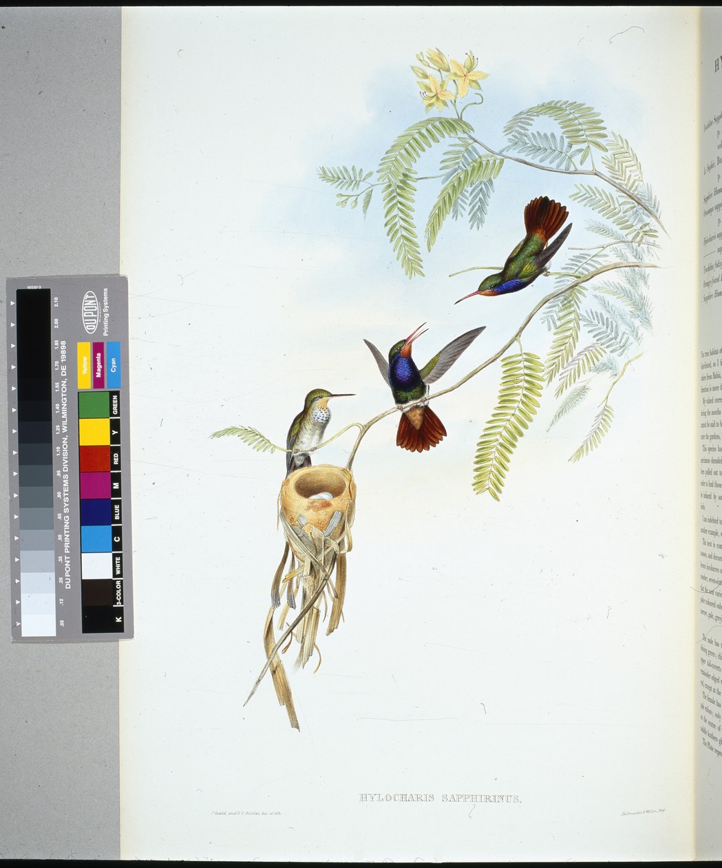 Kırmızı boğazlı Safir (hylocharis sapphirinus) (el renginde taş) by John (after) Gould