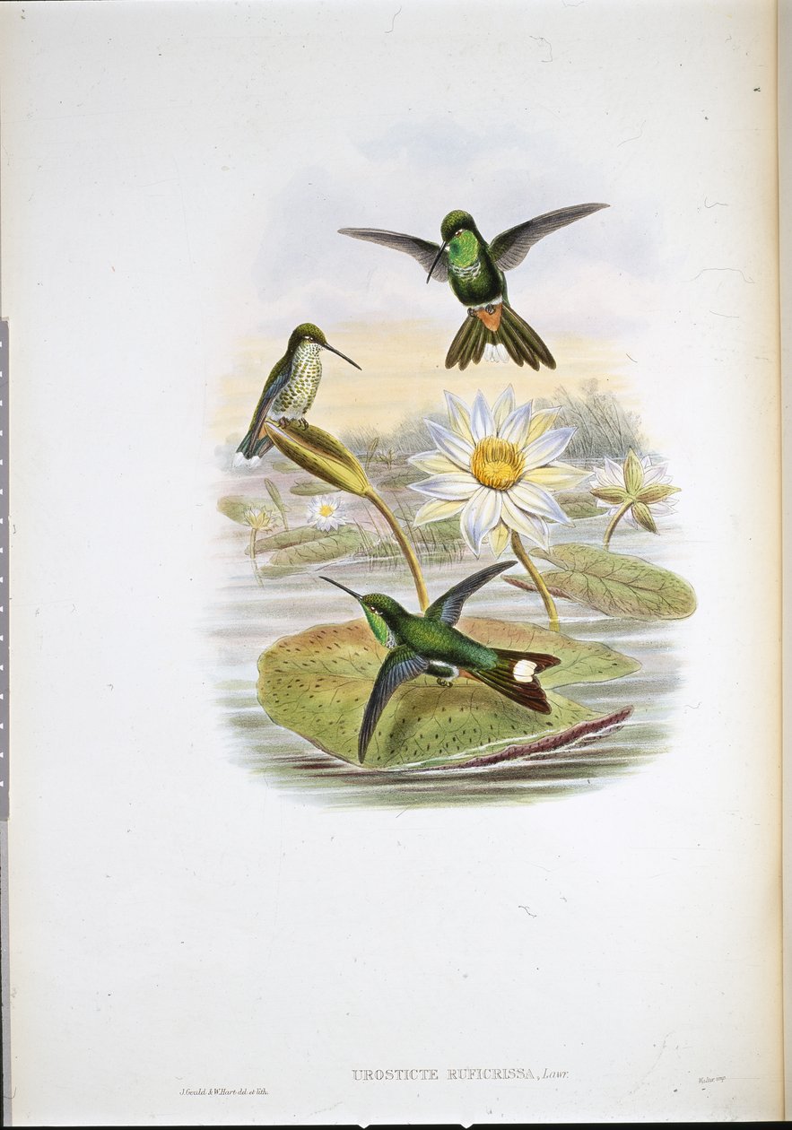 Kırmızı havalandırmalı beyaz uçlu sinek kuşu (Urosticte Ruficrissa) (el renginde taş) by John (after) Gould