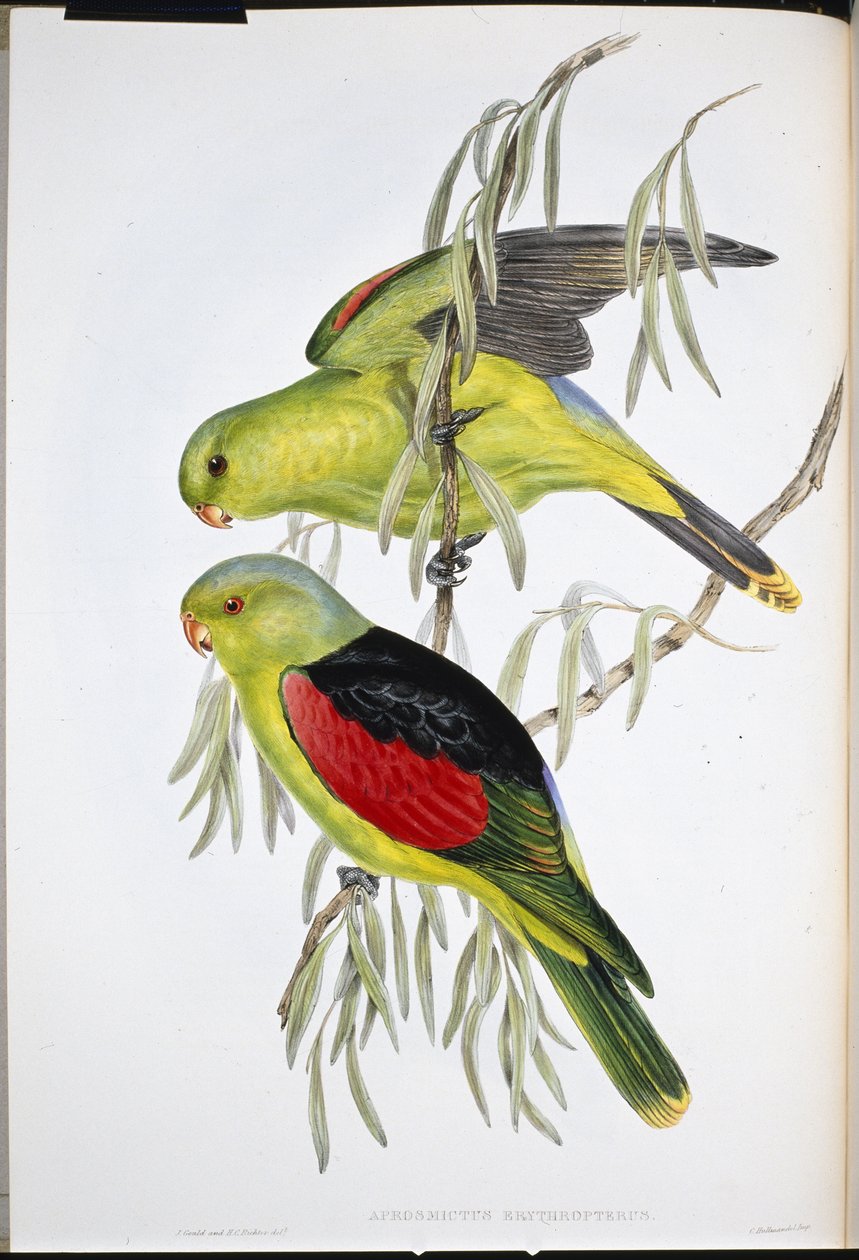 Kırmızı kanatlı Lory (Aprosmictus Erythropterus) (el renginde taş) by John (after) Gould