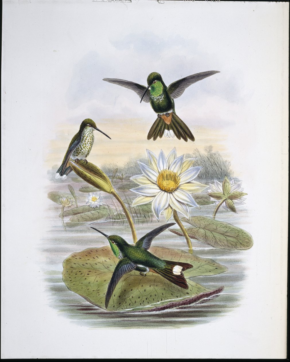 Kırmızı Bacalı Beyaz Uç (el renginde taş) by John (after) Gould