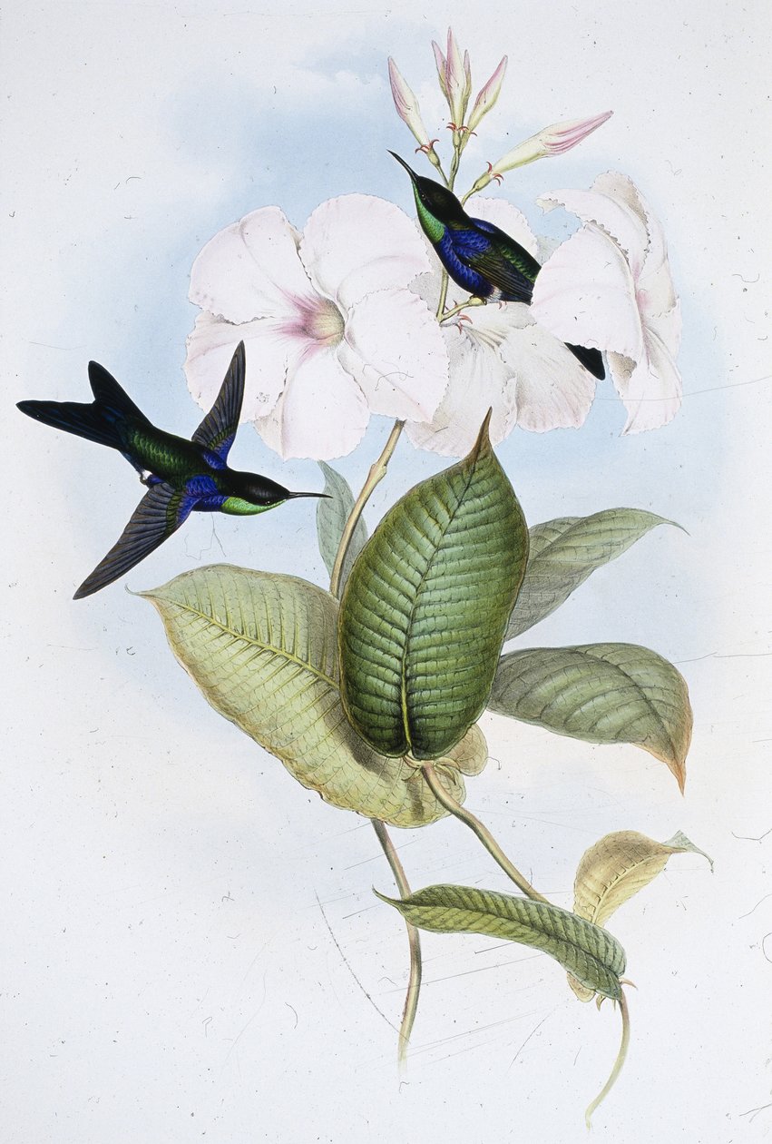 Parıltılı Panoplitler (Thalurania Refulgens) (el renginde taş) by John (after) Gould