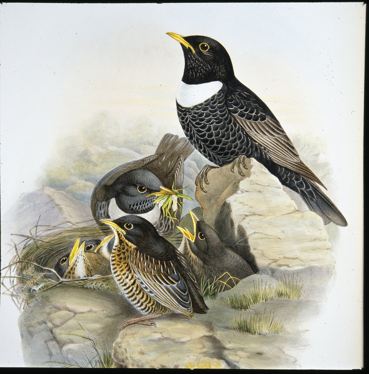 Ring Ouzel (Mer Ulatorquata) (el boyaması taş) by John (after) Gould