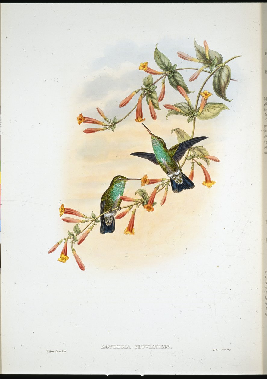Riverine Zümrüt (Agyrtria Fluviatilis) (el renginde taş) by John (after) Gould
