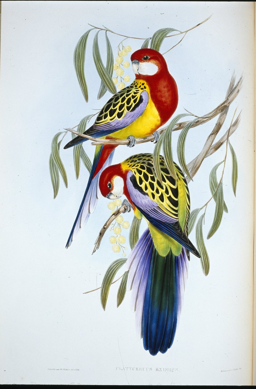 Gül gagalı Muhabbet kuşu (Platycercus Eximius) (el renginde taş) by John (after) Gould