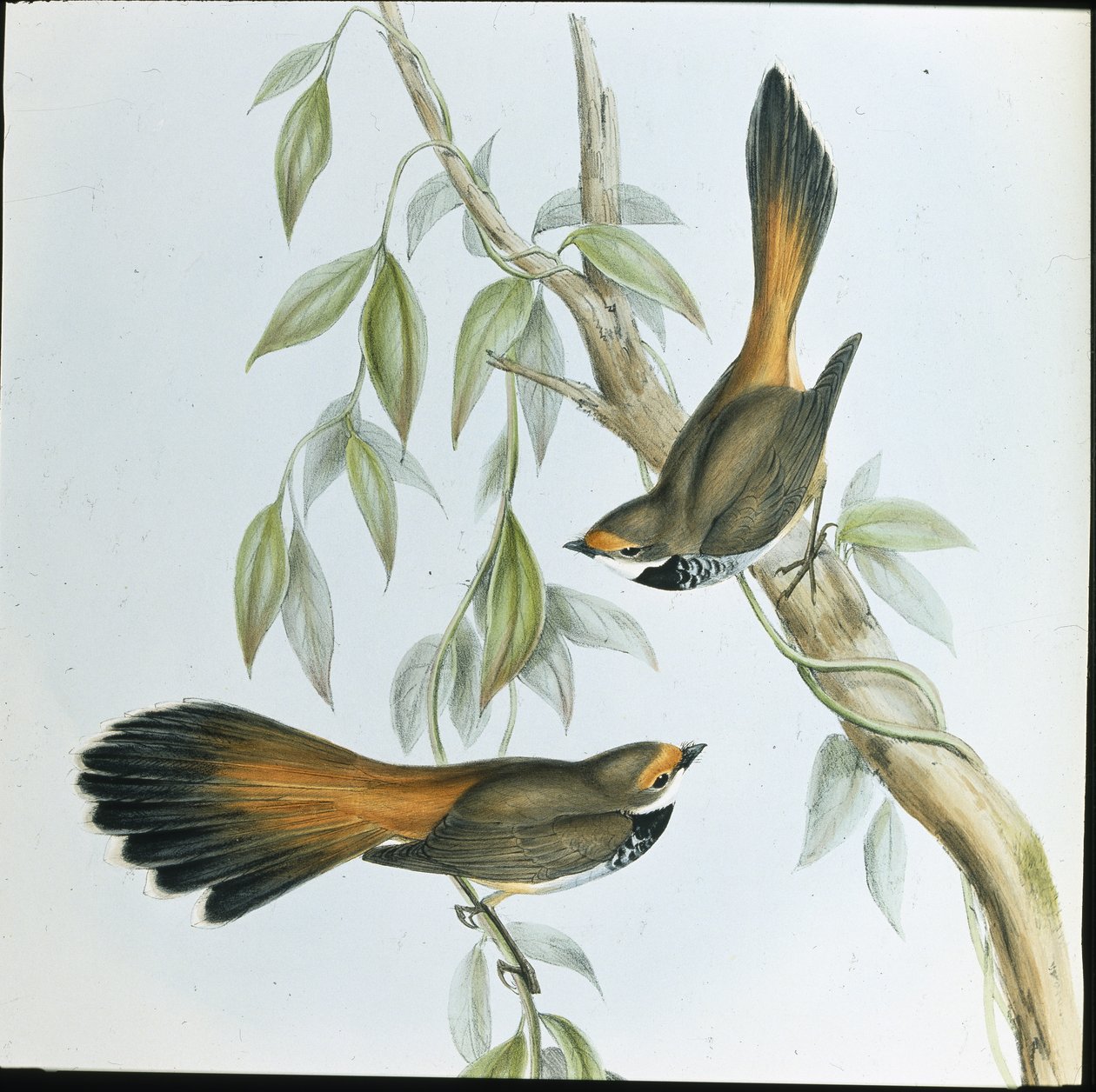Kızıl önlü Fantail (Rhipidura Rufifrons) (el renginde taş) by John (after) Gould