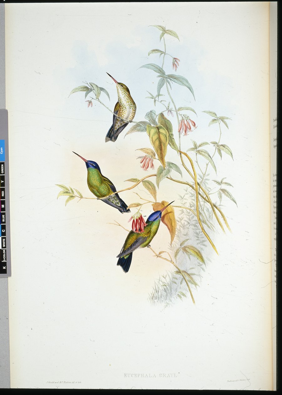 Kızıl Alev Taşıyıcı (selasphorus rufus) (el boyaması taş) by John (after) Gould