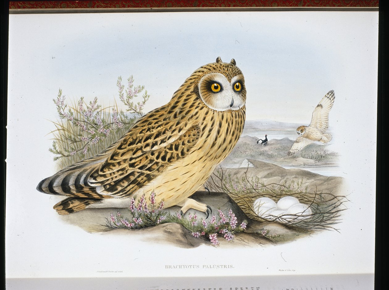KISA KULAKLI BAYKUŞ (Brachyotus Palustris) (el renginde taş) by John (after) Gould