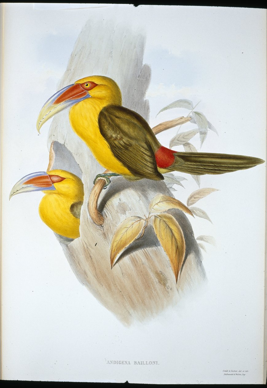 Safran rengi Tepe Toucan (Andigena Bailloni) (el rengi taş) by John (after) Gould