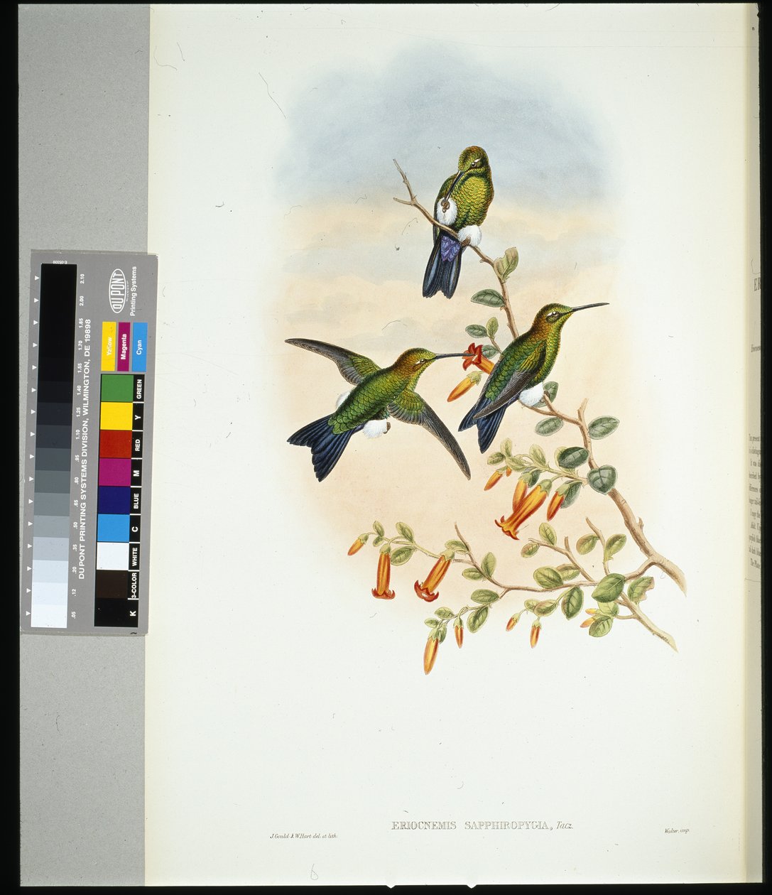Safir havalandırmalı Puff-bacak (eriocnemis sapphiropygia) (el renginde taş) by John (after) Gould