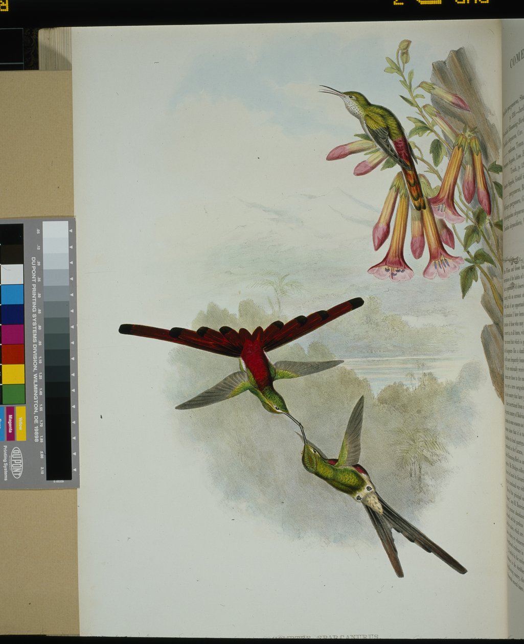 Sappho Comet (kuyruklu yıldız sparganurus) (el renginde taş) by John (after) Gould