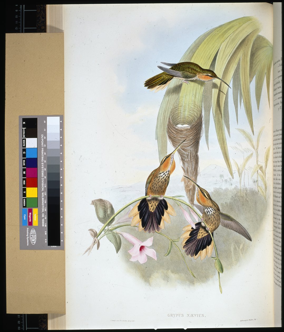 Testere gagası (grypus naevius) (el boyaması taş) by John (after) Gould