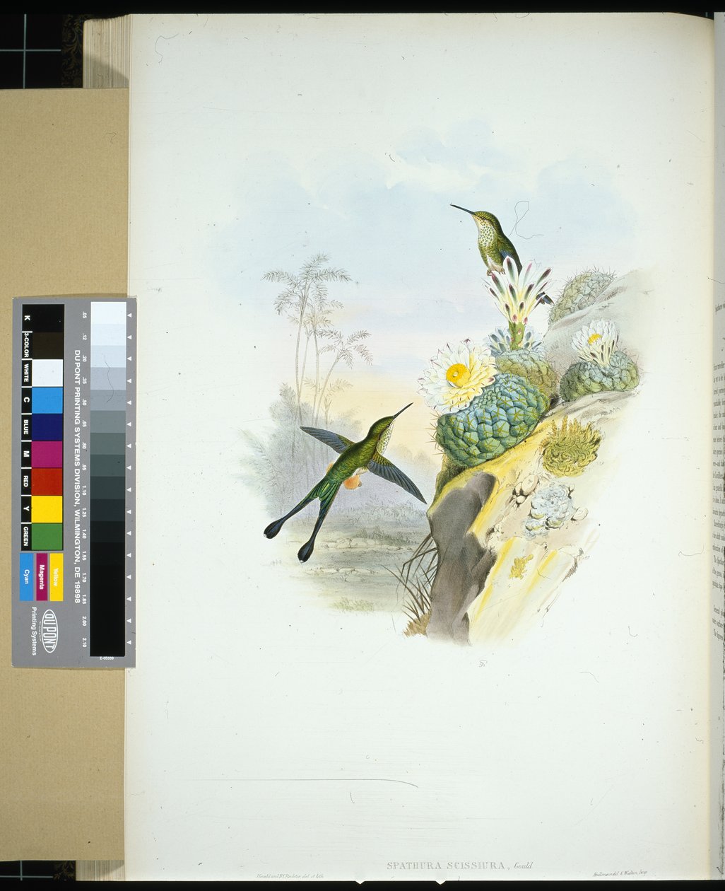 Makas kuyruklu Raket kuyruğu (spathura scissiura) (el renginde taş) by John (after) Gould