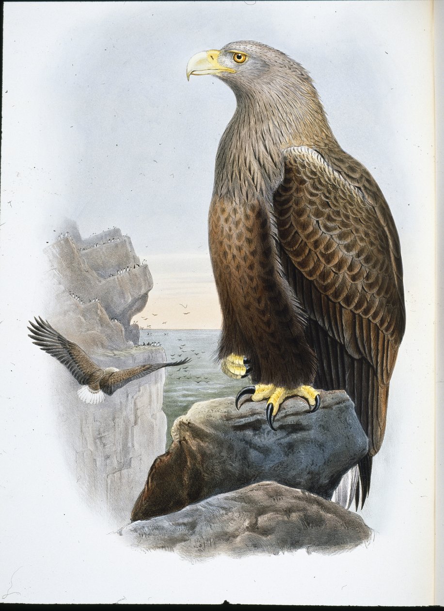 Deniz Kartalı (Haliaetus Albicilla) (el renginde taş) by John (after) Gould